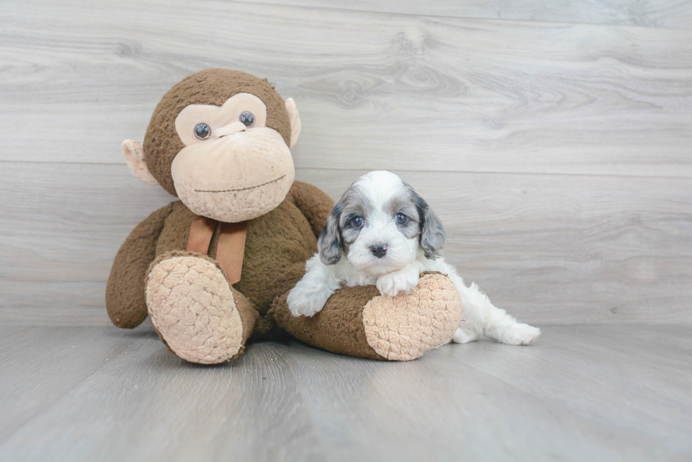 Fluffy Cavapoo Poodle Mix Pup