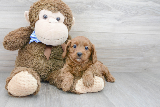 Adorable Cavoodle Poodle Mix Puppy