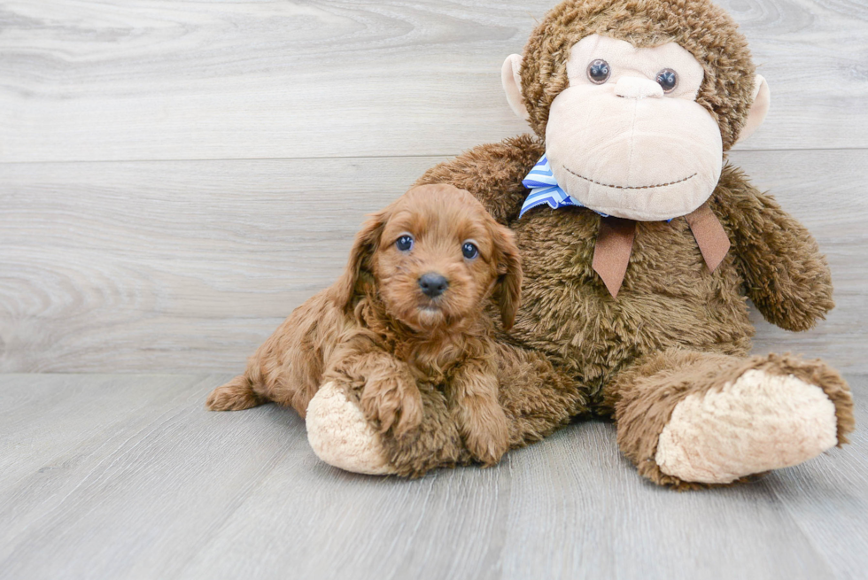 Best Cavapoo Baby