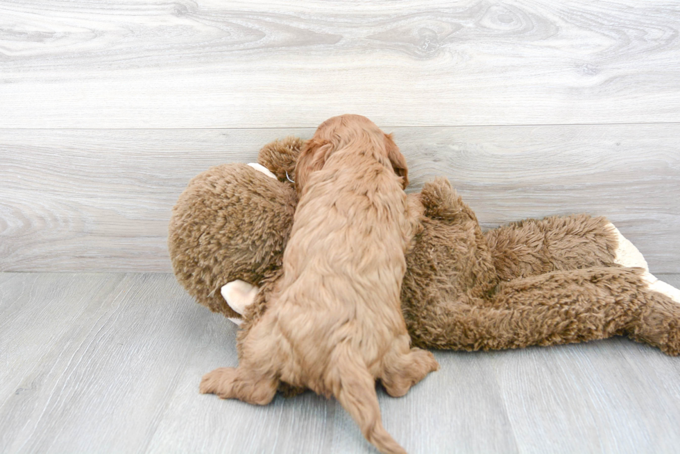 Sweet Cavapoo Baby