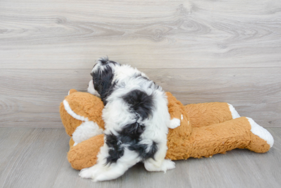 Smart Cavapoo Poodle Mix Pup