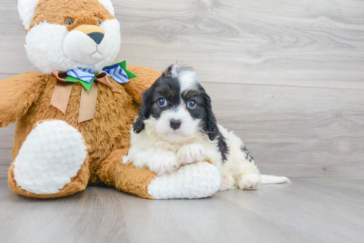 Popular Cavapoo Poodle Mix Pup