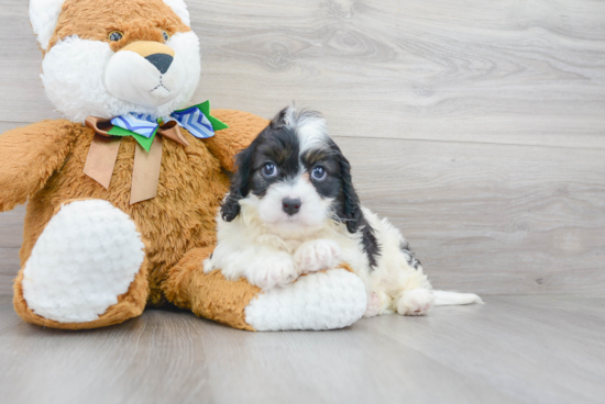 Popular Cavapoo Poodle Mix Pup