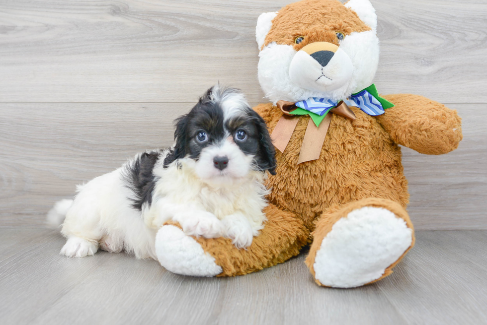 Popular Cavapoo Poodle Mix Pup