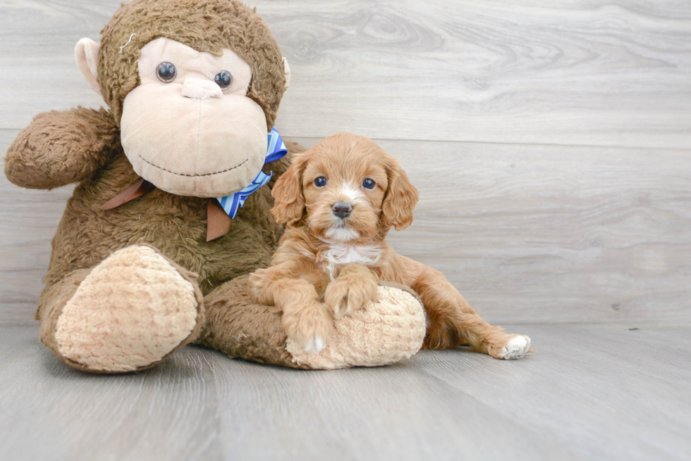 Energetic Cavoodle Poodle Mix Puppy