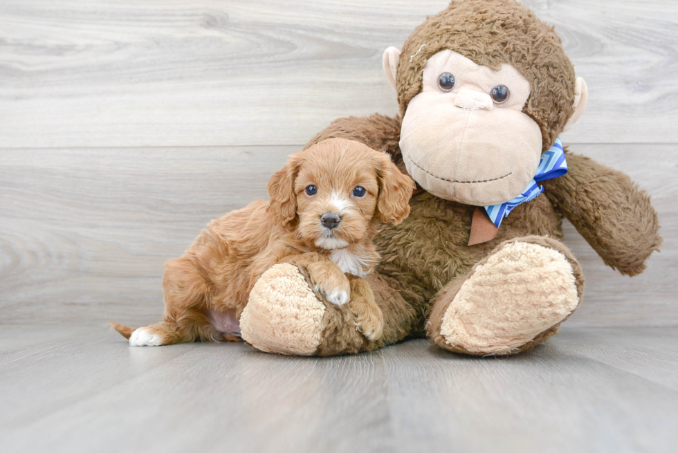 Little Cavoodle Poodle Mix Puppy