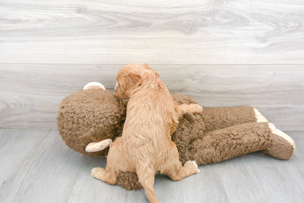 Cute Cavapoo Baby