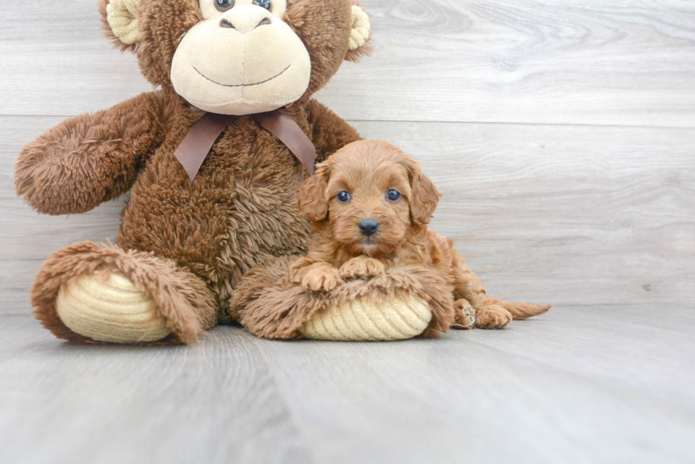 Cavapoo Puppy for Adoption