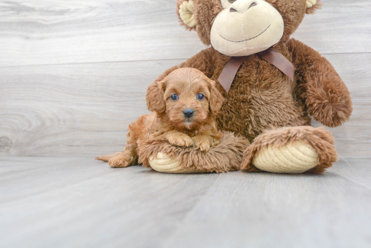 Energetic Cavoodle Poodle Mix Puppy