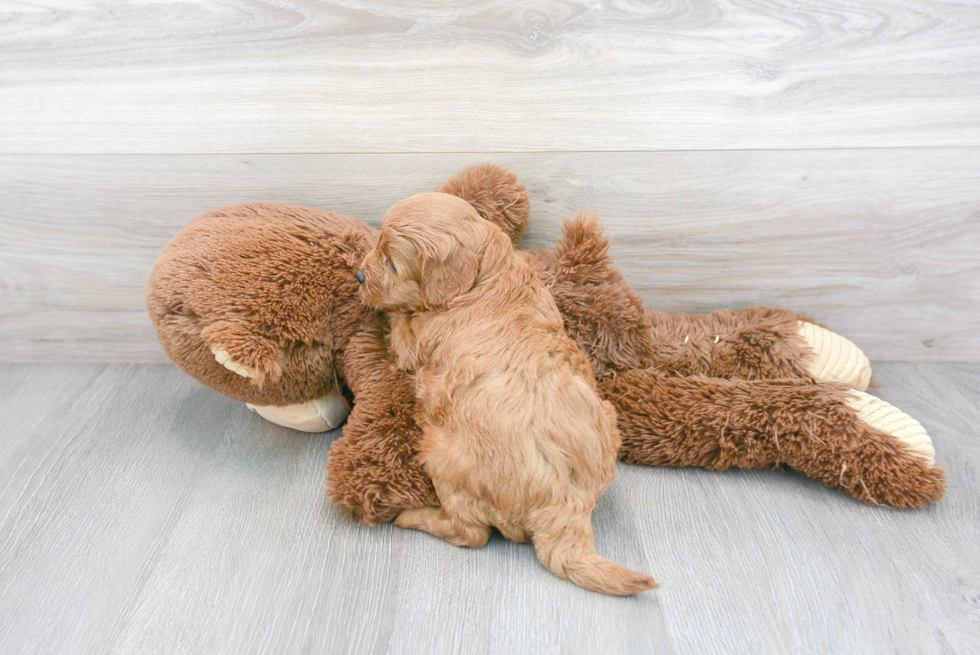 Cavapoo Pup Being Cute