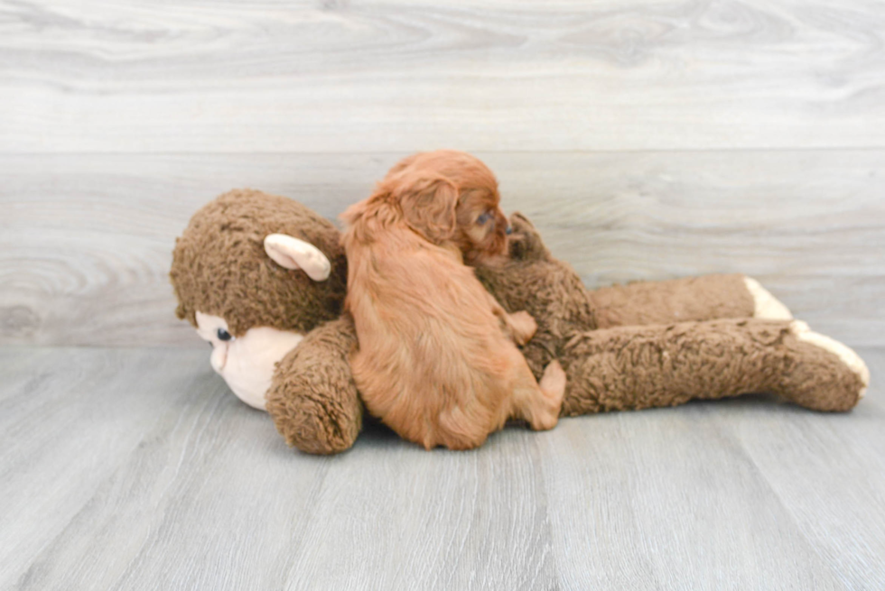 Cute Cavapoo Baby