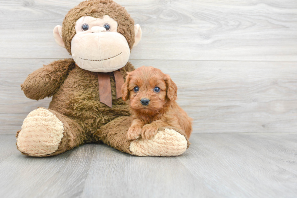 Adorable Cavoodle Poodle Mix Puppy