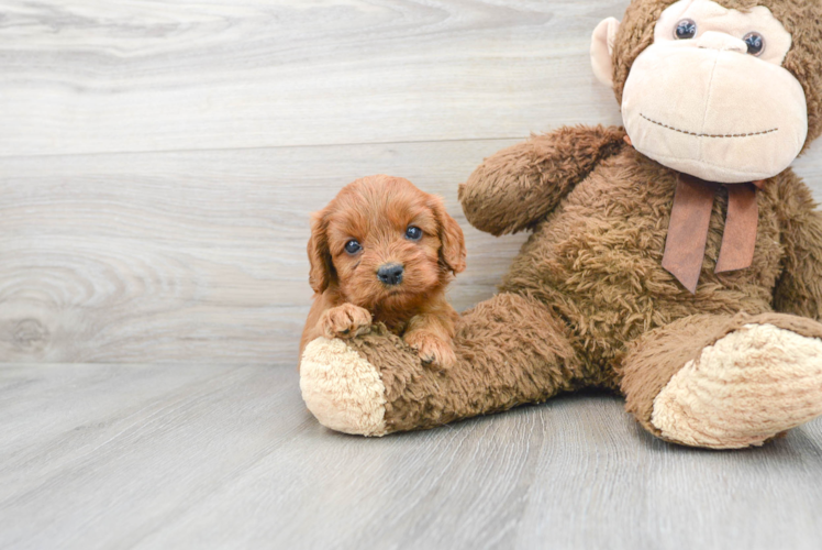 Cavapoo Pup Being Cute