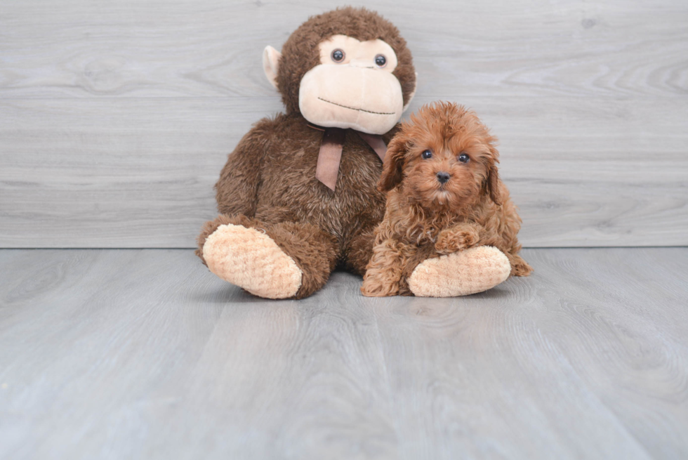 Petite Cavapoo Poodle Mix Pup