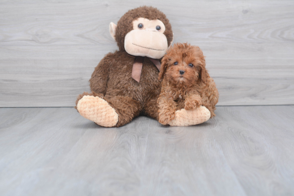 Cute Cavapoo Baby