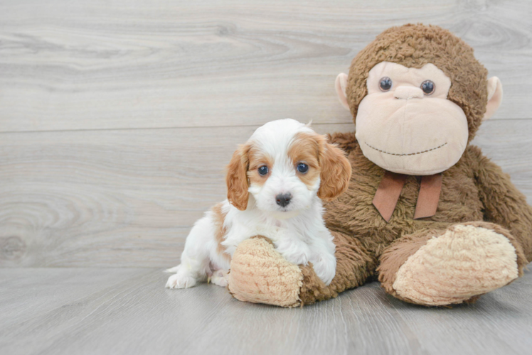 Cavapoo Pup Being Cute