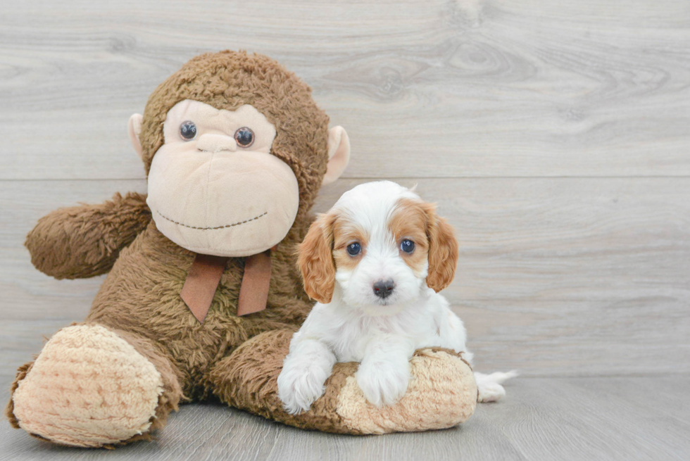 Playful Cavoodle Poodle Mix Puppy