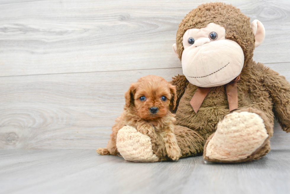 Best Cavapoo Baby