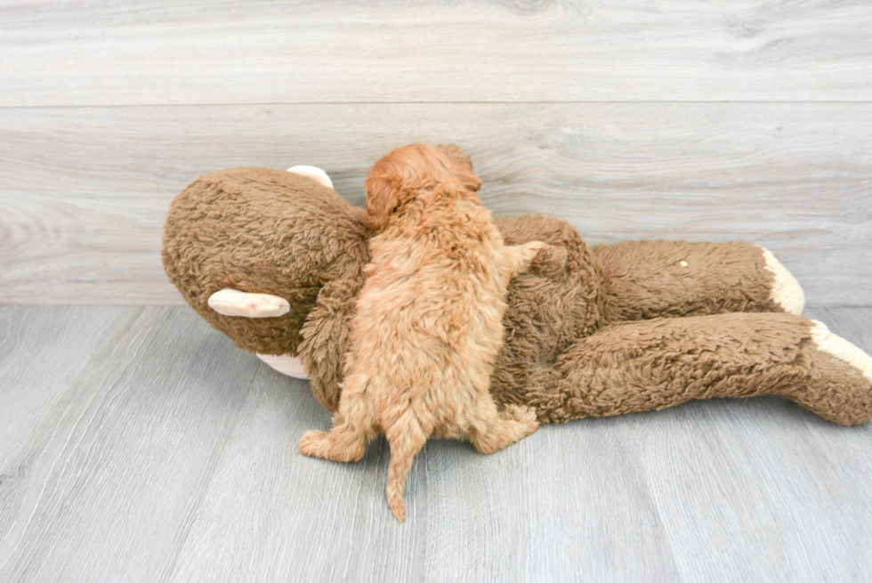 Cavapoo Pup Being Cute