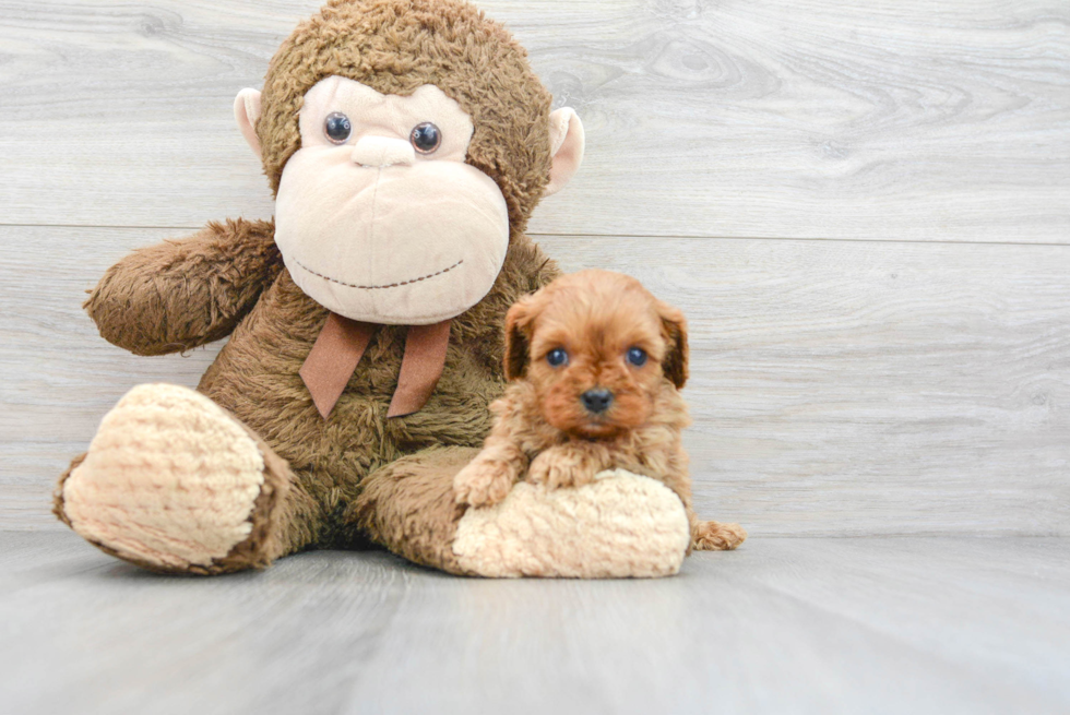 Smart Cavapoo Poodle Mix Pup