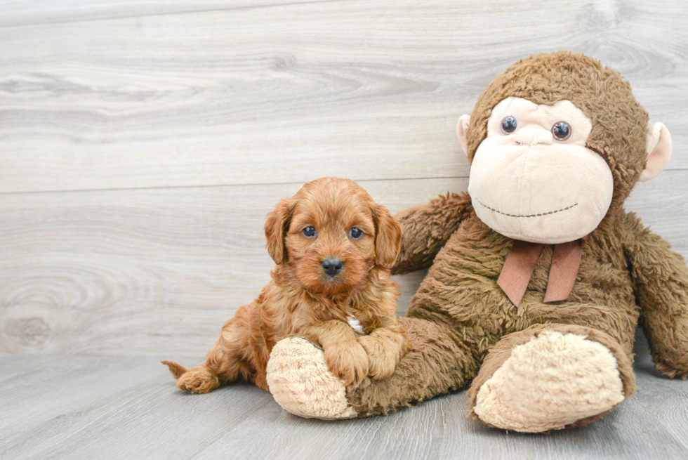 Energetic Cavoodle Poodle Mix Puppy