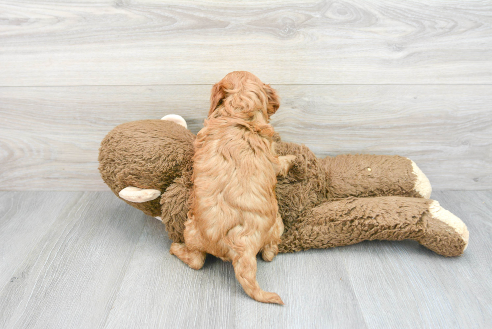 Energetic Cavoodle Poodle Mix Puppy