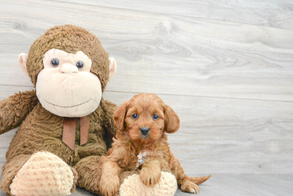 Cavapoo Puppy for Adoption