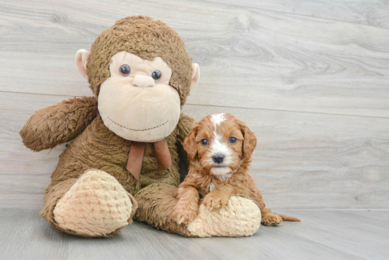 Best Cavapoo Baby