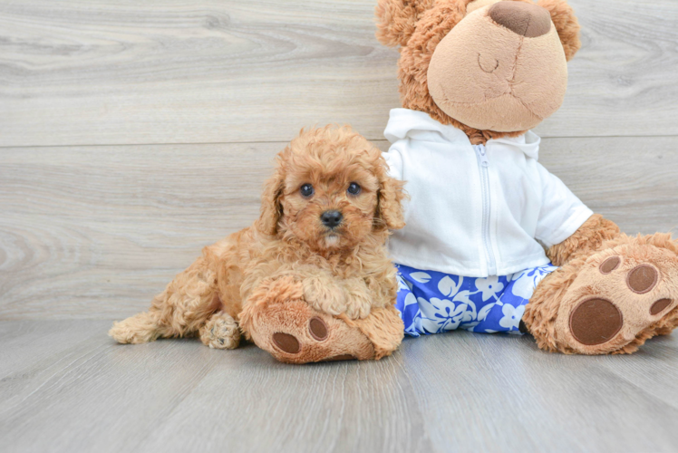 Best Cavapoo Baby