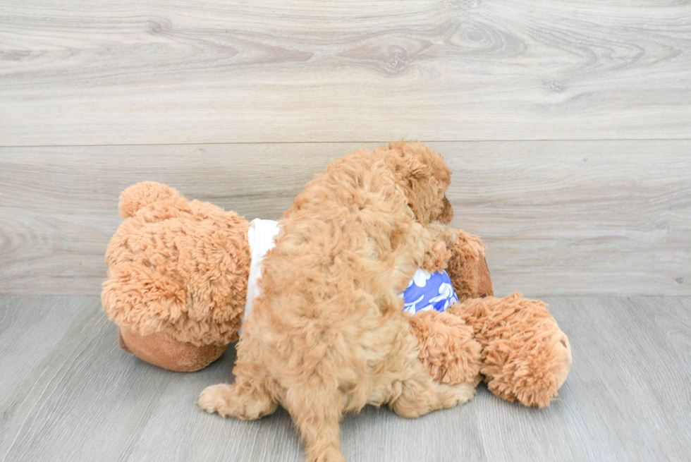 Fluffy Cavapoo Poodle Mix Pup