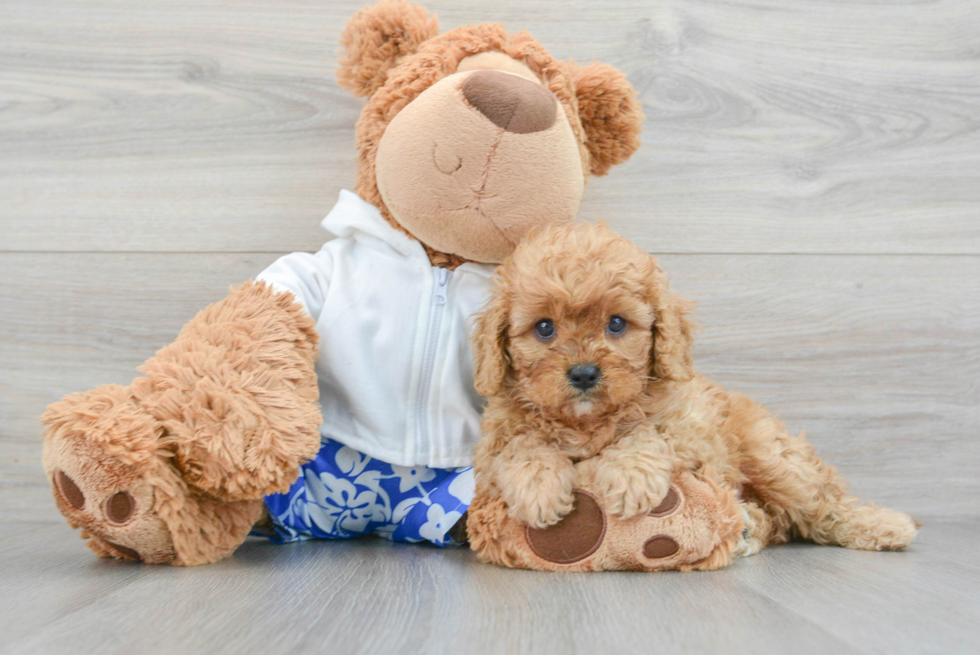 Happy Cavapoo Baby