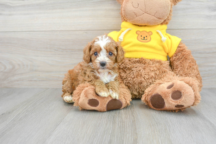 Cavapoo Puppy for Adoption