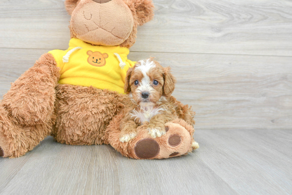 Adorable Cavoodle Poodle Mix Puppy