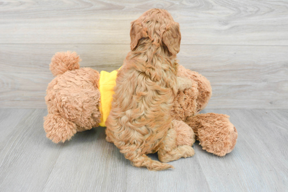 Cavapoo Pup Being Cute