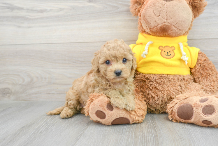 Playful Cavoodle Poodle Mix Puppy