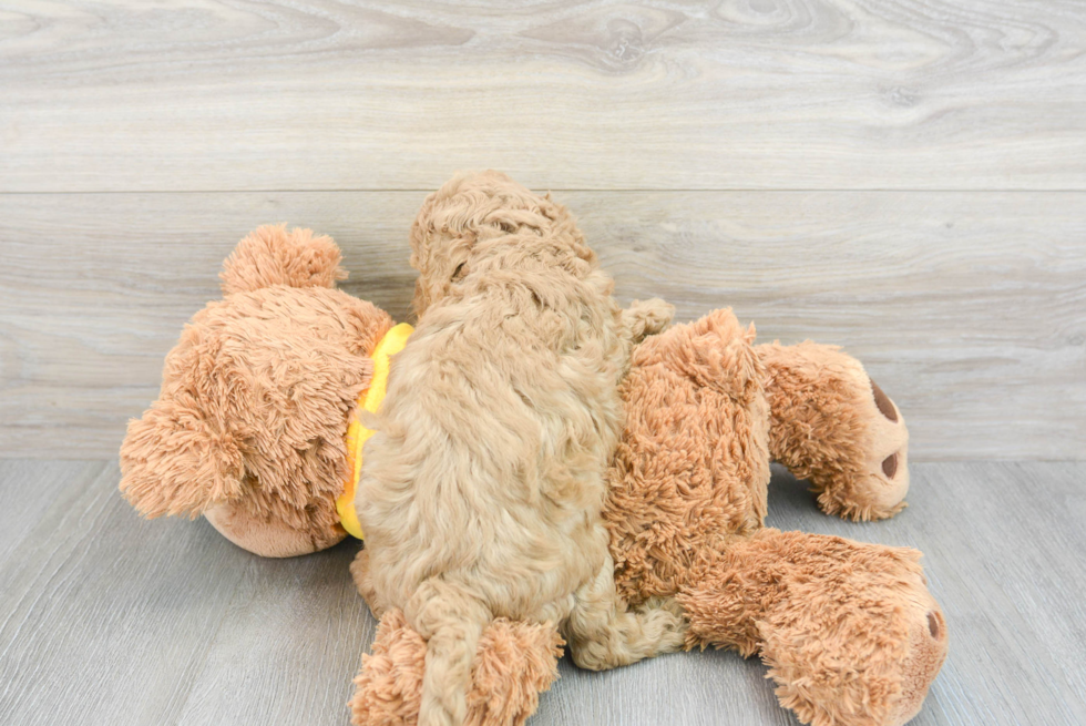 Energetic Cavoodle Poodle Mix Puppy