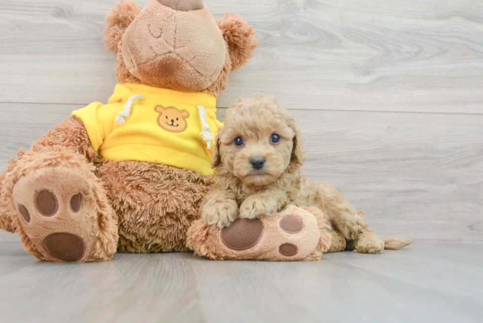 Best Cavapoo Baby