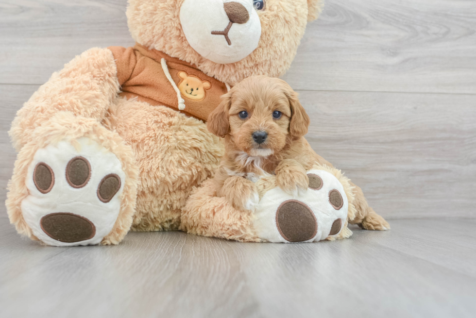 Hypoallergenic Cavoodle Poodle Mix Puppy