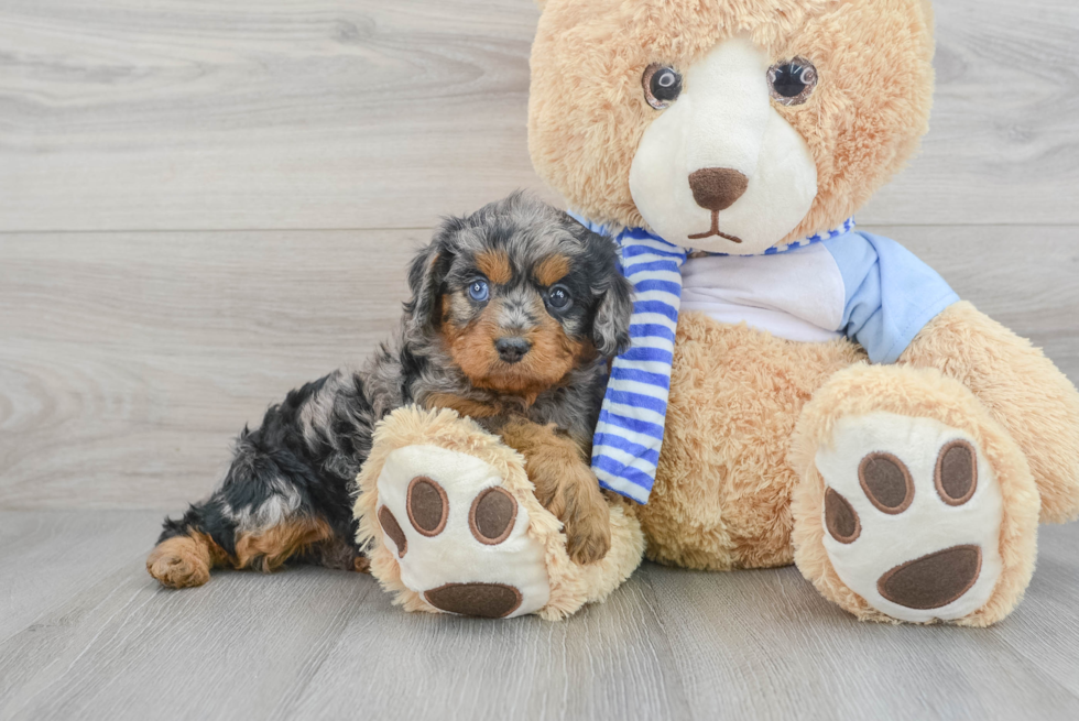 Sweet Cavapoo Baby