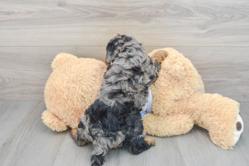 Hypoallergenic Cavoodle Poodle Mix Puppy