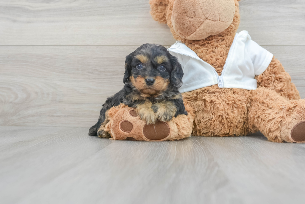 Cavapoo Pup Being Cute