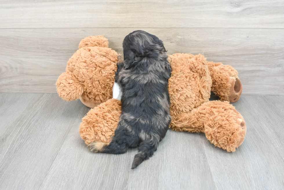 Playful Cavoodle Poodle Mix Puppy