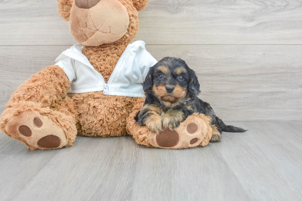 Cavapoo Pup Being Cute