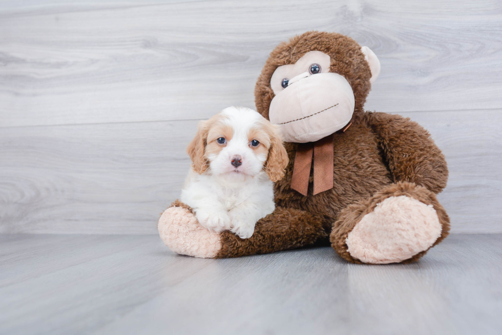 Smart Cavapoo Poodle Mix Pup