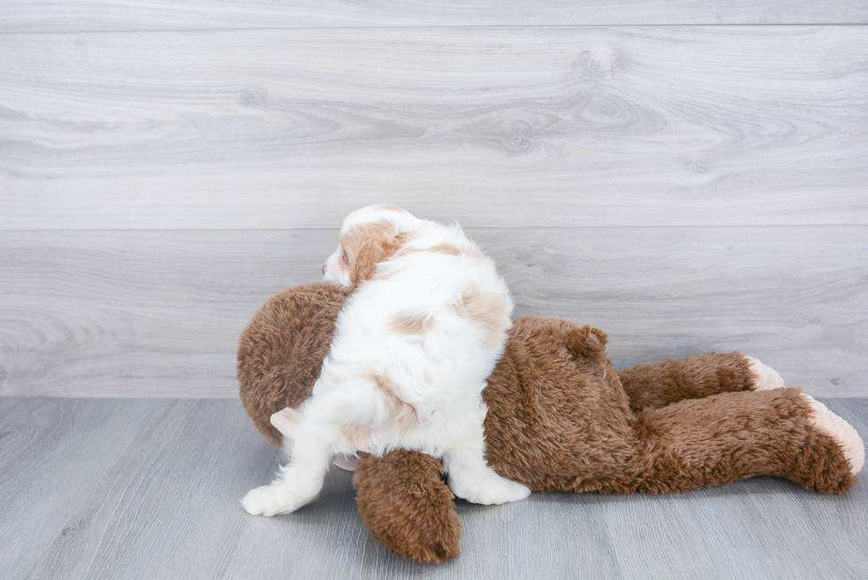 Energetic Cavoodle Poodle Mix Puppy