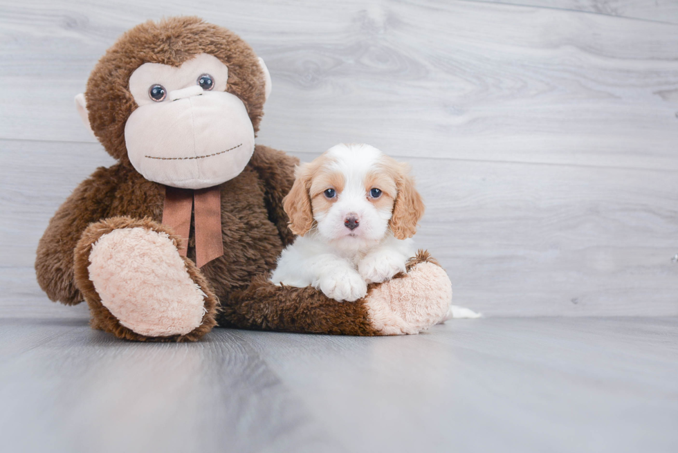 Cavapoo Pup Being Cute