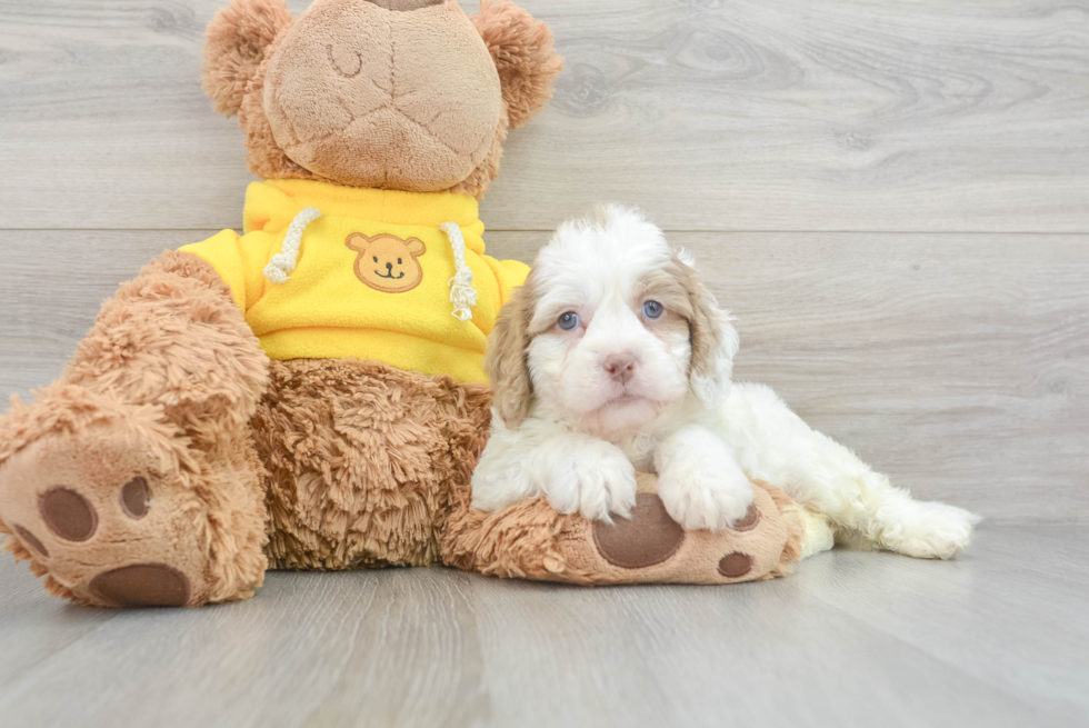 Energetic Cavoodle Poodle Mix Puppy