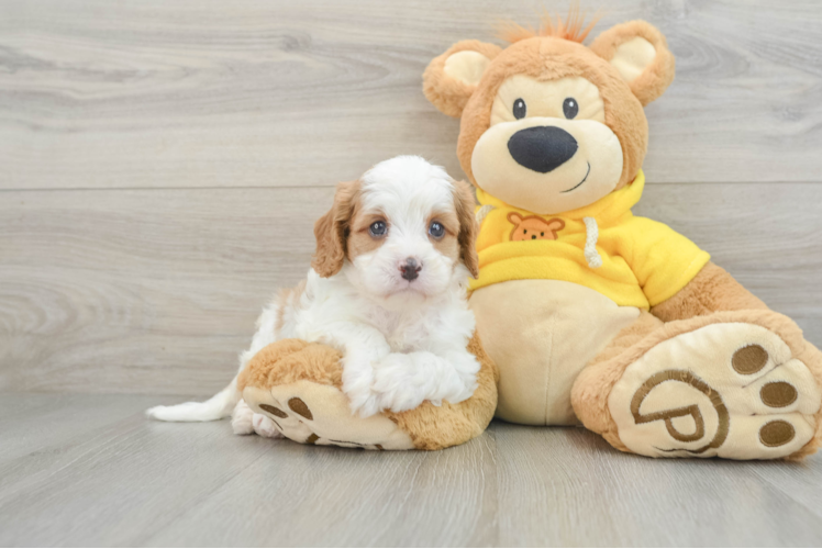 Playful Cavapoodle Poodle Mix Puppy