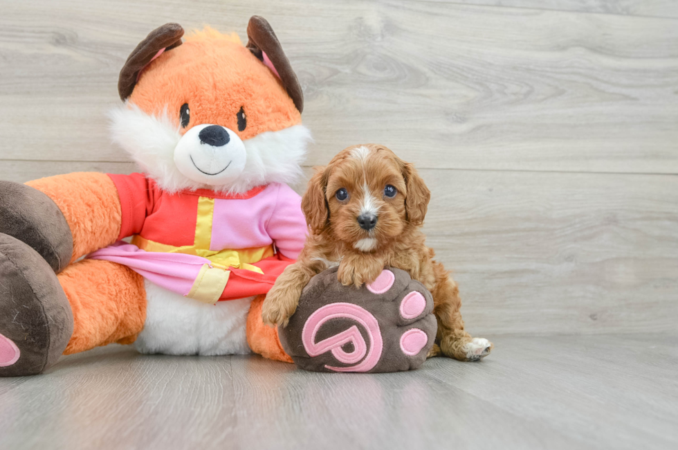 5 week old Cavapoo Puppy For Sale - Premier Pups