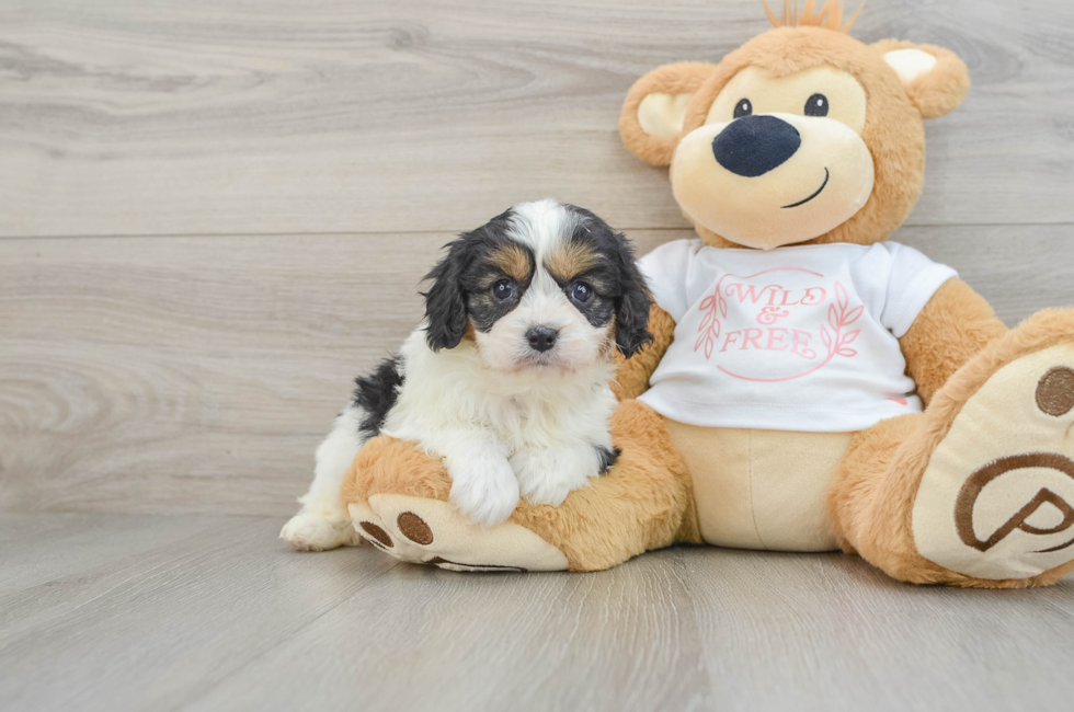 6 week old Cavapoo Puppy For Sale - Premier Pups